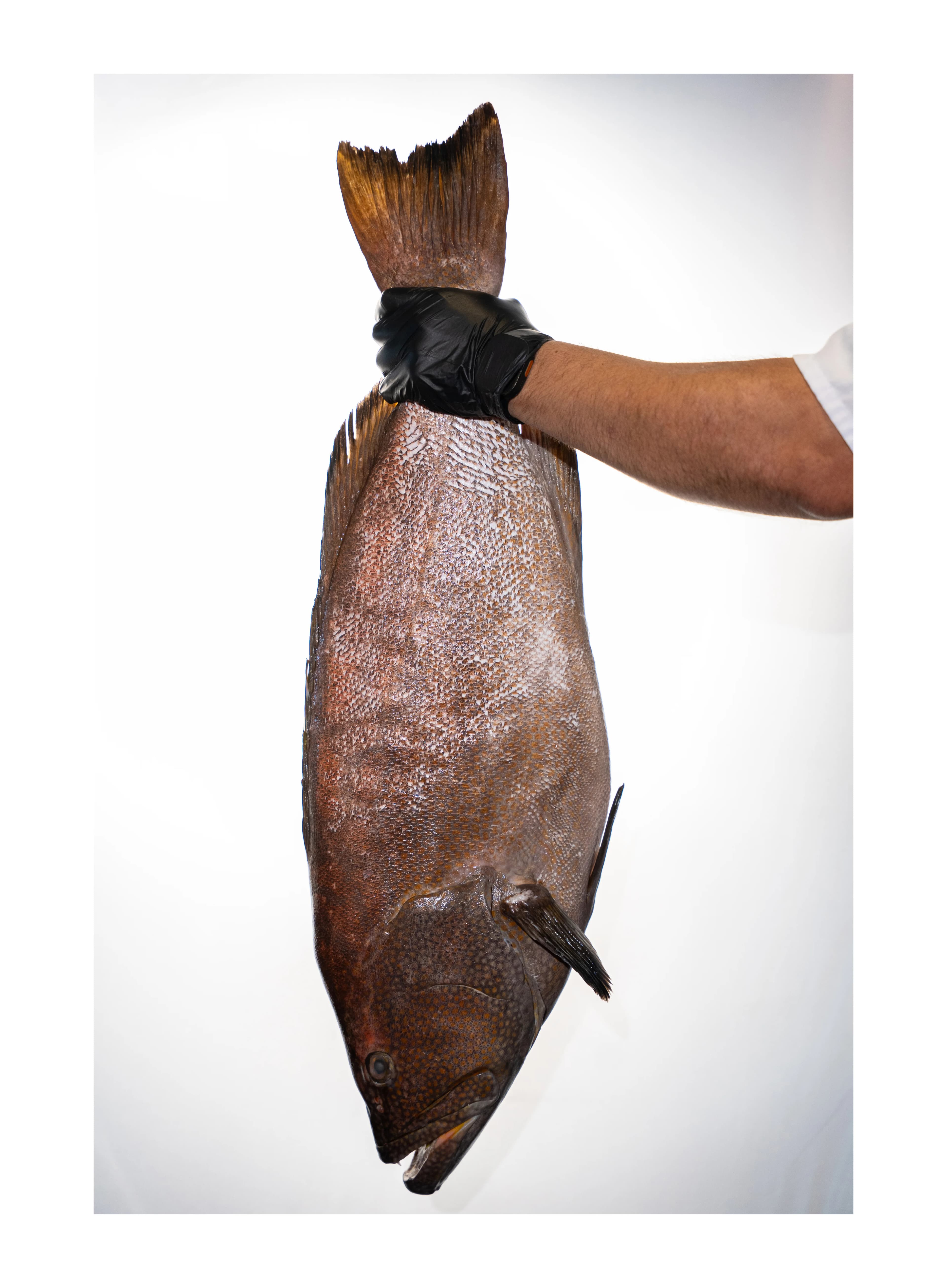 A gloved hand holds a whole fish by the tail against a white backdrop at Sushi Sake.